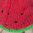 Zaika Mi mit Wassermelone Strickmütze